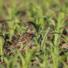 In young maize... Skylark (Alauda arvensis), well-known native songbird, typical character bird of