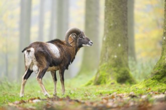 European mouflon (Ovis aries musimon) ram (male) standing in a forest in autumn, Bavaria, Germany