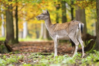 European fallow deer (dama dama) doe standing in a forest on a foggy day in autumn, Bavaria,