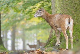 European mouflon (Ovis aries musimon) sheep (female) standing in a forest in autumn, Bavaria,