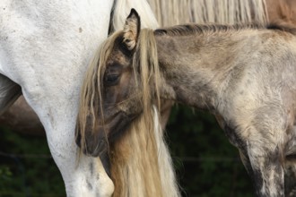 Twee paarden staan dicht bij elkaar, waarbij het ene paard zijn staart gebruikt als een interactief