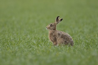 European brown hare (Lepus europaeus) adult animal in a farmland cereal field in springtime,