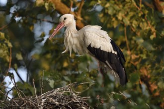 High up in the poplars... White stork (Ciconia ciconia) on its nest in the trees, young adult bird