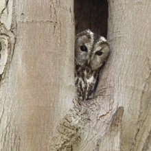 Who's looking... Tawny owl (Strix aluco), native, generally known owl looks out of its natural