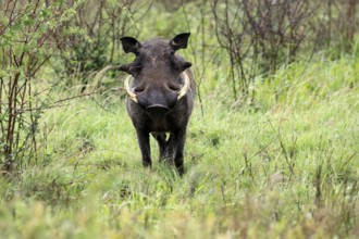 Warthog (Phacochoerus africanus), adult, male, foraging, alert, Kruger, Kruger National Park, South