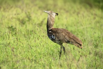 Kori Bustard (Ardeotis kori), Kori Bustard, adult, foraging, alert, Kruger, Kruger National Park,