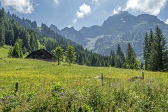 Meadow in bloom with Äußere Widderstein Alpe, behind Großer Widderstein, Bärgunttal, near Baad,
