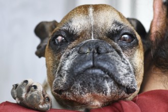 Sad French Bulldog dog with partly healed surgical implanted conjunctival flap covering eye used as
