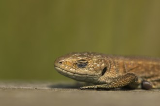 Common lizard (Zootoca vivipara) adult reptile sleeping on a wooden sleeper, England, United