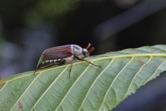 May beetle, wood cockchafer (Melolontha hippocastani), male, on leaf of a horse chestnut (Aesculus