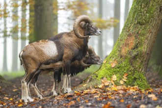 European mouflon (Ovis aries musimon) ram (male) standing in a forest in autumn, Bavaria, Germany