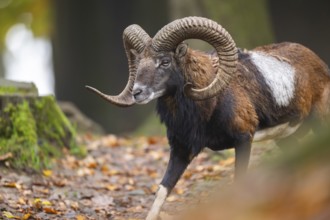 European mouflon (Ovis aries musimon) ram (male) walking in a forest in autumn, Bavaria, Germany