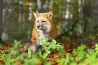 Red fox (Vulpes vulpes) standing in a forest in autumn, Bavaria, Germany