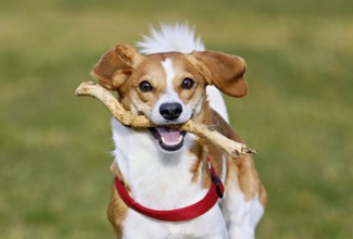 Beagle with branch in mouth jumps across meadow, Switzerland