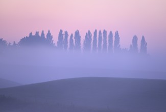Landscape with deciduous trees at dawn and ground fog, Lower Rhine, North Rhine-Westphalia, Germany