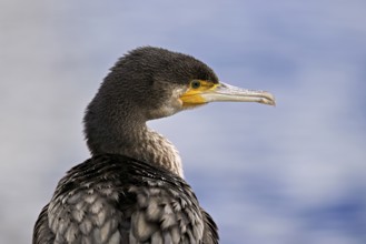 Cormorant (Phalacrocorax carbo), Switzerland