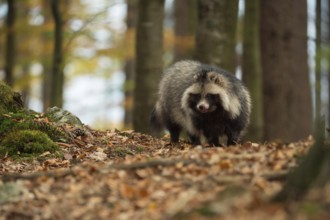 Food opportunist... Raccoon dog (Nyctereutes procyonoides), highly adaptable carnivore, omnivore