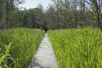 Trees, reeds, hiking trail, footbridge, Darßer Ort, Born a. Darß, National Park Vorpommersche