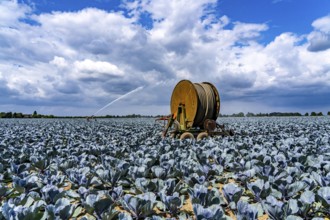 Agriculture, artificial irrigation of a field, irrigation system, cabbage cultivation, red cabbage,