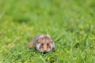 A European hamster (Cricetus cricetus) collects herbs, grass and daisies in a fresh green meadow