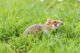 A European hamster (Cricetus cricetus) collects herbs, grass and daisies in a fresh green meadow