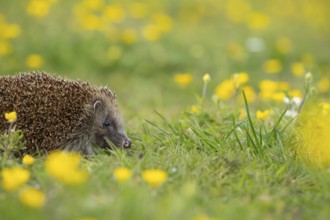 European hedgehog (Erinaceus europaeus) adult animal in a spring time meadow with flowering