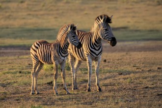 Burchell's zebra (Equus quagga burchelli), Burchell's zebra, adult, half-grown juvenile, two