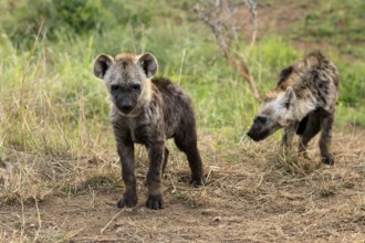 Spotted hyena (Crocuta crocuta), spotted hyena, cubs, two, siblings, alert, curious, together,