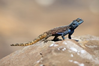 Southern rock agama (Agama atra), adult, male, on ground, rocks, foraging, Kruger, Kruger National