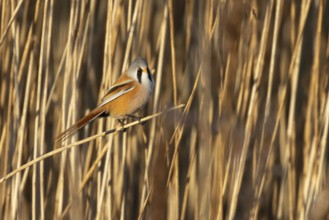 Bearded tit or reedling (Panurus biarmicus) adult male bird in a reedbed, Norfolk, England, United