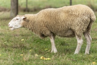 Het schaap staat op groen gras met gevallen appels. The roof is beige and white, with a white kale