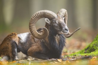 European mouflon (Ovis aries musimon) ram (male) lying in a forest in autumn, Bavaria, Germany