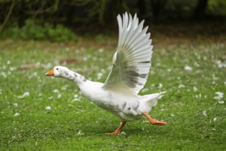 Domestic goose (Anser Anser domesticus) starts flying on a meadow, Bavaria, Germany