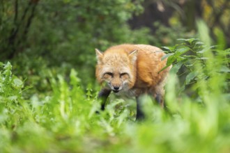 Red fox (Vulpes vulpes) walking in a forest in autumn, Bavaria, Germany