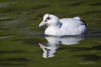 Eurasian Coot (Fulica atra), leucistic, partly albino, swimming, Lake Zug, Switzerland