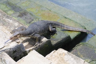 Asian Water Monitor (Varanus salvator) coming out of the water and climbing dock steps, Malacca,
