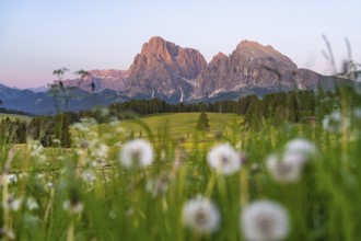 Meadow with flowers in the foreground and mountains in the background at sunset, hike to the