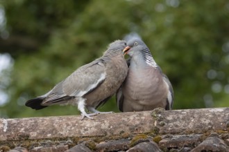 Wood pigeon (Columba palumbus) two birds with a juvenile squab bird being fed by an adult parent