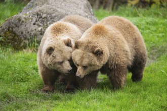 Eurasian Brown Bears (Ursus arctos arctos) walking on a meadow, Bavaria, Germany