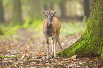 European mouflon (Ovis aries musimon) sheep (female) standing in a forest in autumn, Bavaria,