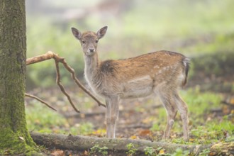European fallow deer (dama dama) doe standing in a forest in autumn, Bavaria, Germany