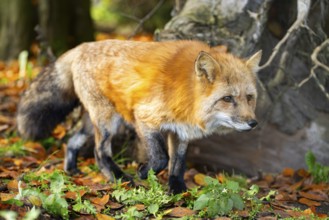 Red fox (Vulpes vulpes) walking in a forest in autumn, Bavaria, Germany