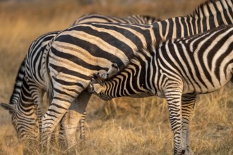 Steppe zebra (Equus quagga), mother suckling young, Okavango Delta, Moremi Game Reserve, Botswana