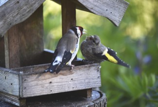 Goldfinch, goldfinch, (Carduelis carduelis) feeds its chick, offspring at the birdhouse