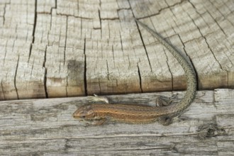 Common lizard (Zootoca vivipara) adult reptile resting on a wooden sleeper, England, United Kingdom
