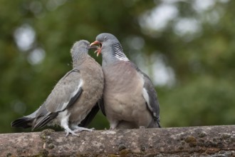 Wood pigeon (Columba palumbus) two birds with a juvenile squab bird being fed by an adult parent