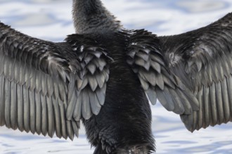 Great cormorant (Phalacrocorax carbo) adult bird drying its wings on a tree branch, Norfolk,