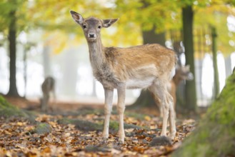 European fallow deer (dama dama) fawn standing in a forest on a foggy day in autumn, Bavaria,