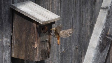 A redstart (Phoenicurus phoenicurus) female landing on a birdhouse, animal photo, bird, bird