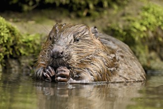 Eurasian beaver, European beaver (Castor fibre), feeding in the water, Canton Zug, Switzerland